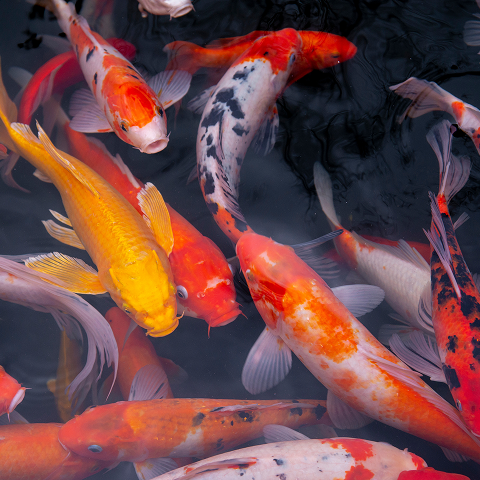 Koi