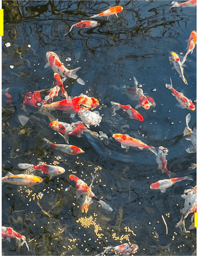 Colorful koi fish swimming in a pond.
