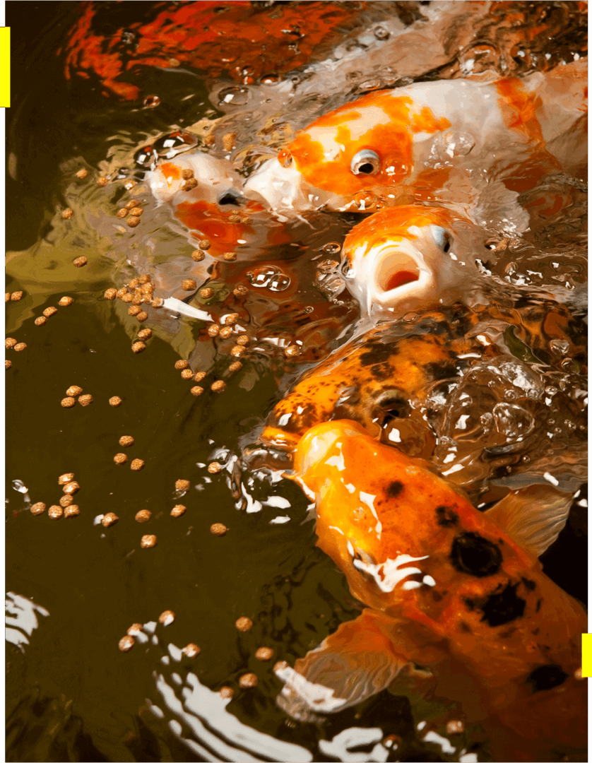 Colorful koi fish swimming, eating near surface.