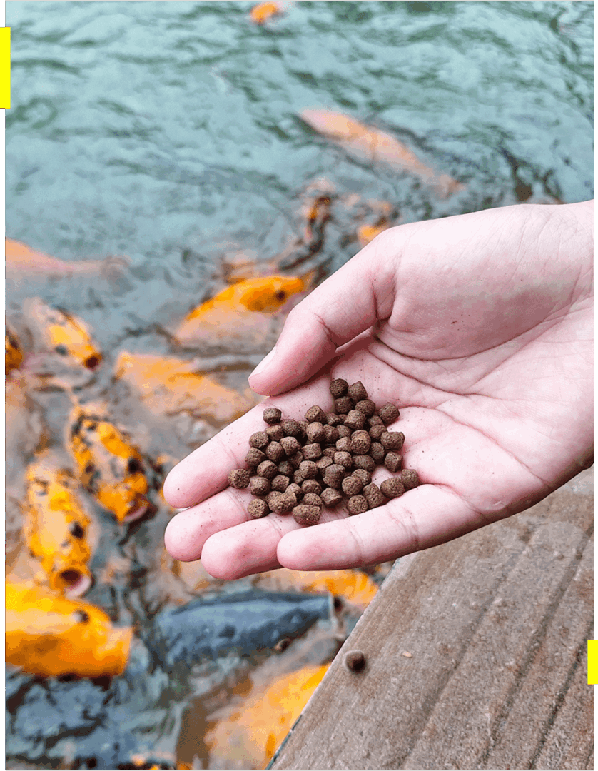 Hand feeding fish with brown pellets.