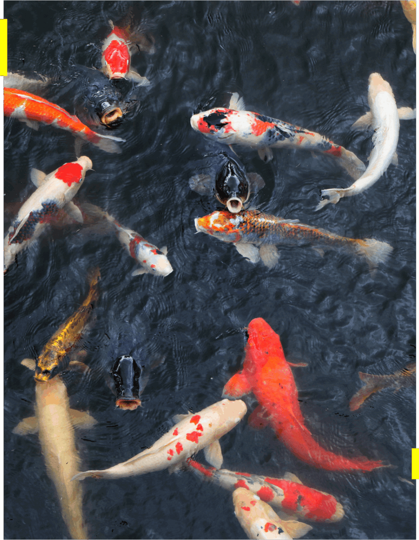 Colorful koi fish swimming in dark water.