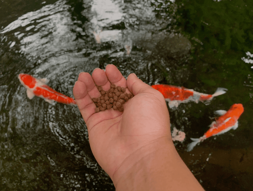 Hand feeding colorful koi fish in a pond.