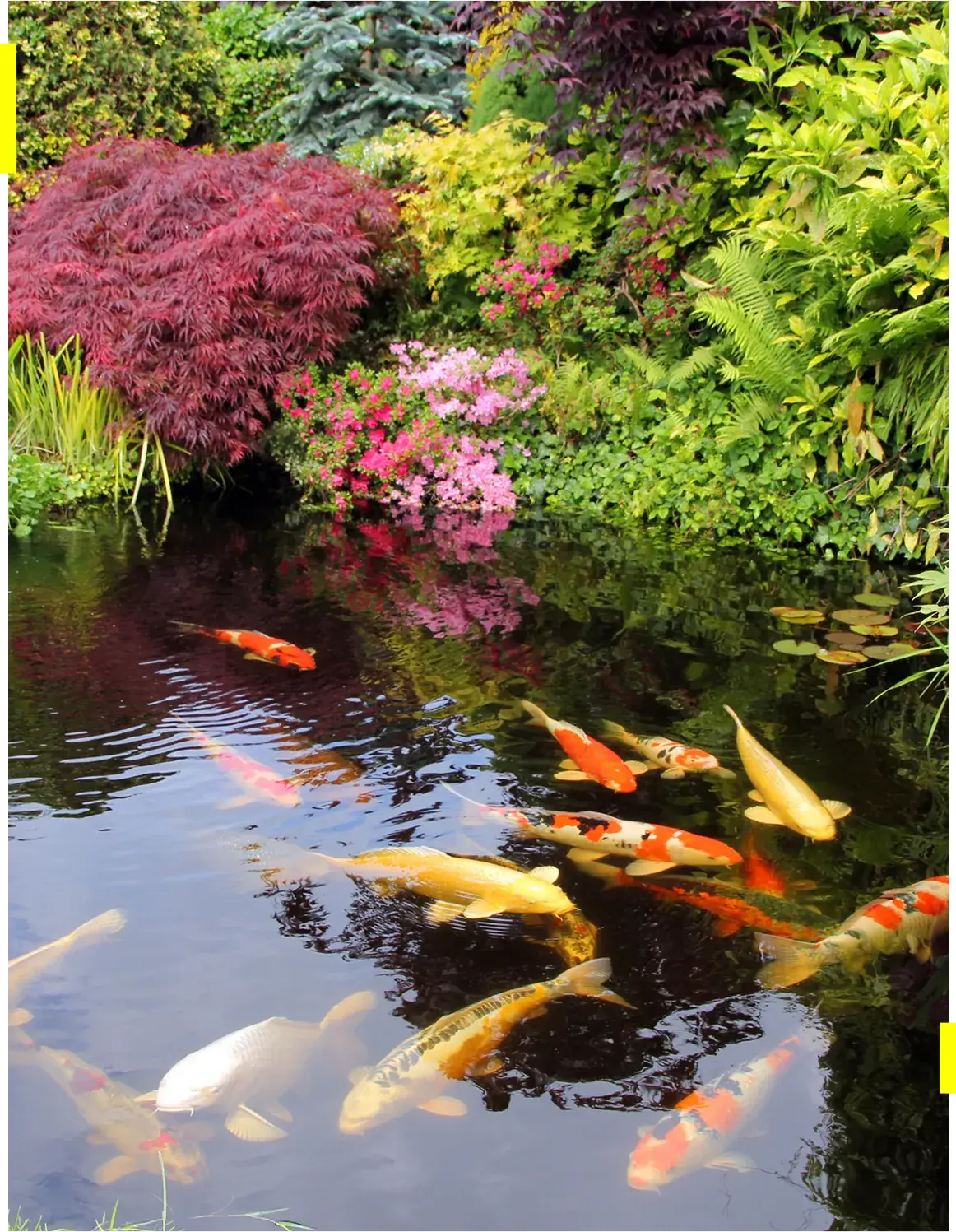 Koi fish swimming in a colorful pond.