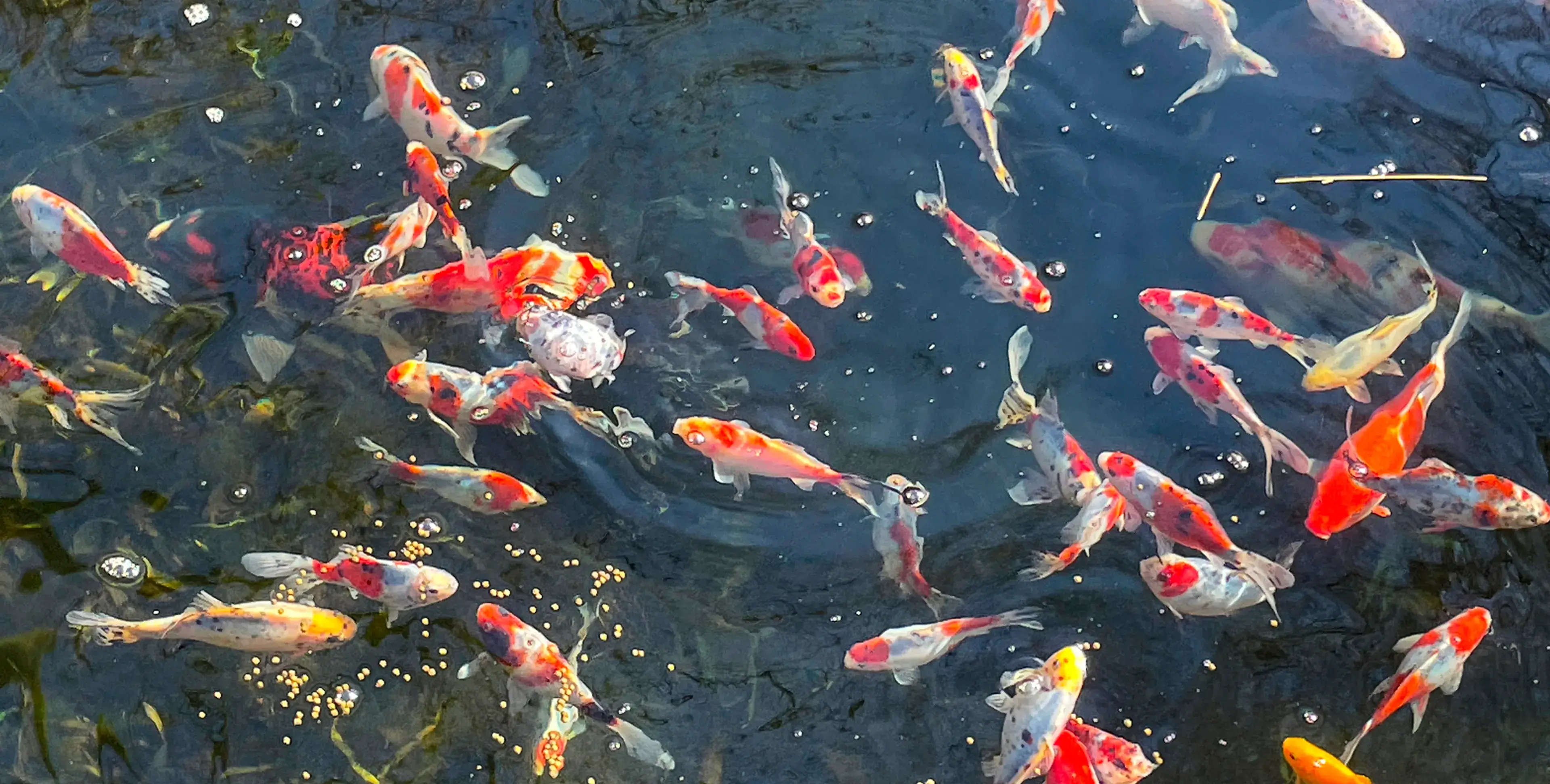 Colorful koi fish swimming in clear water.