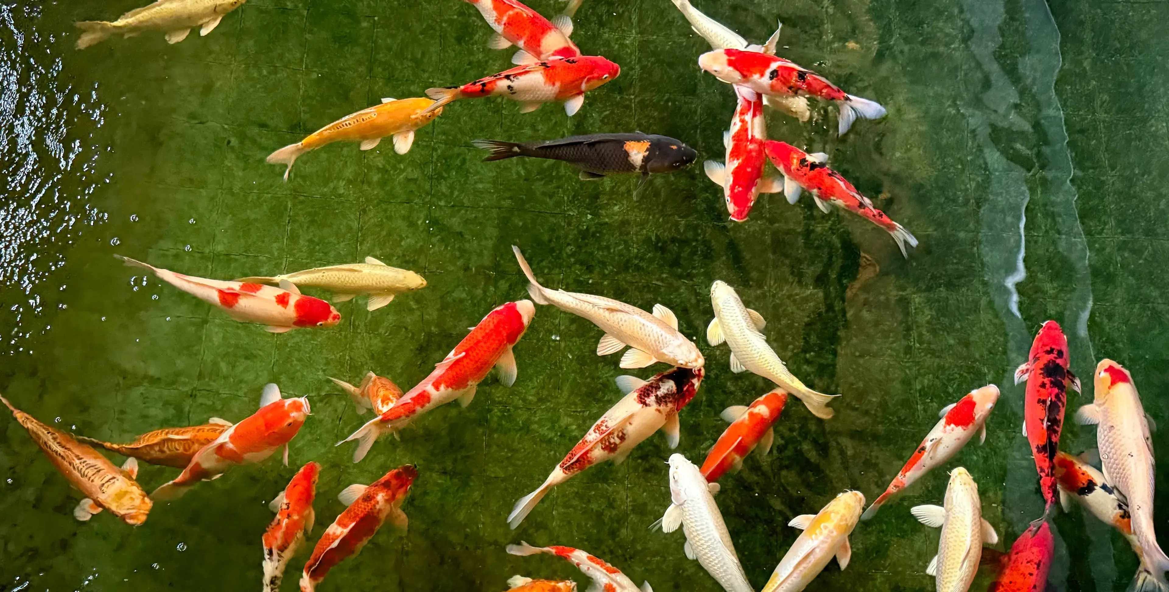 Colorful koi fish swimming in pond.