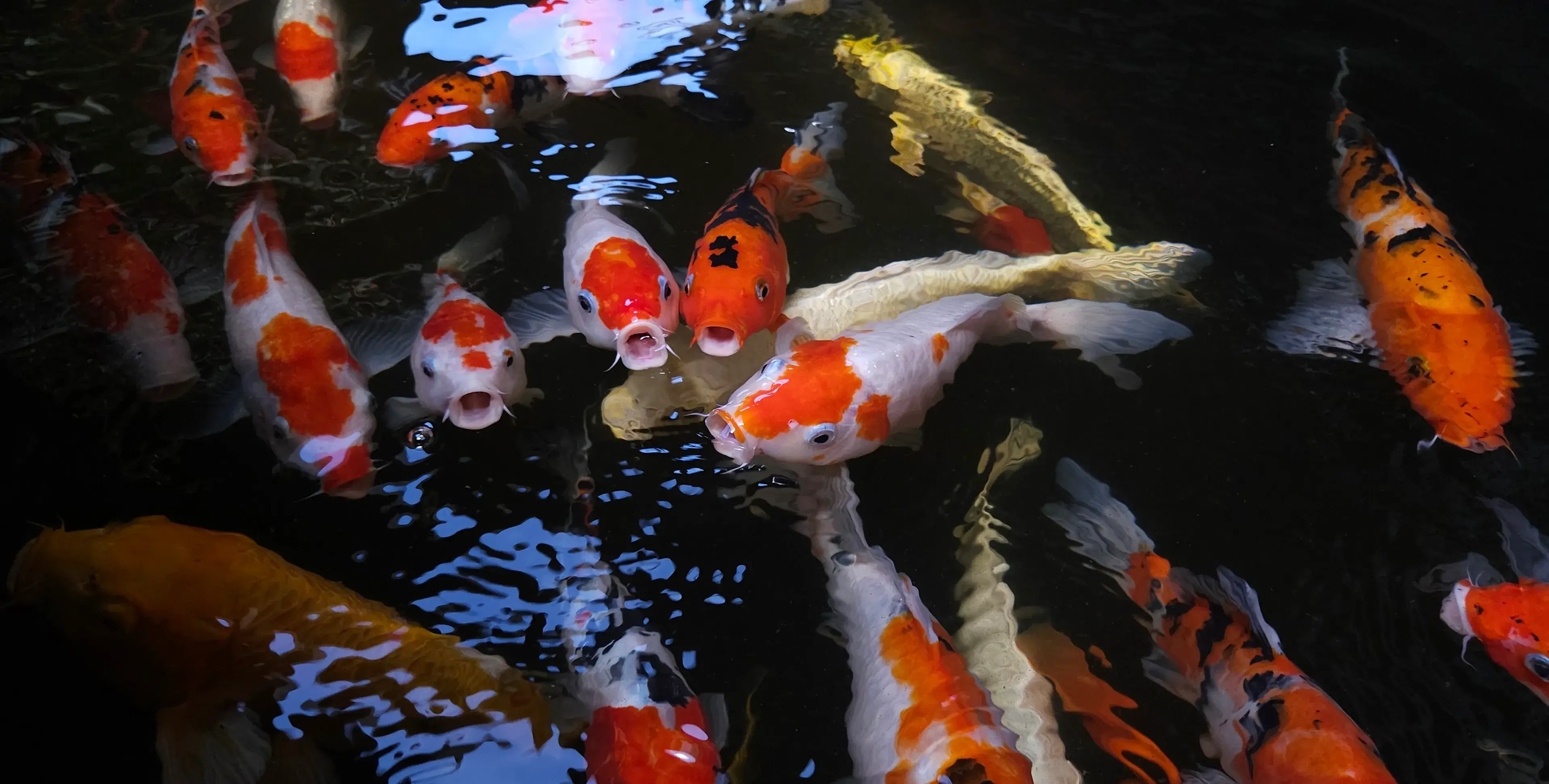Colorful koi fish swimming in pond.